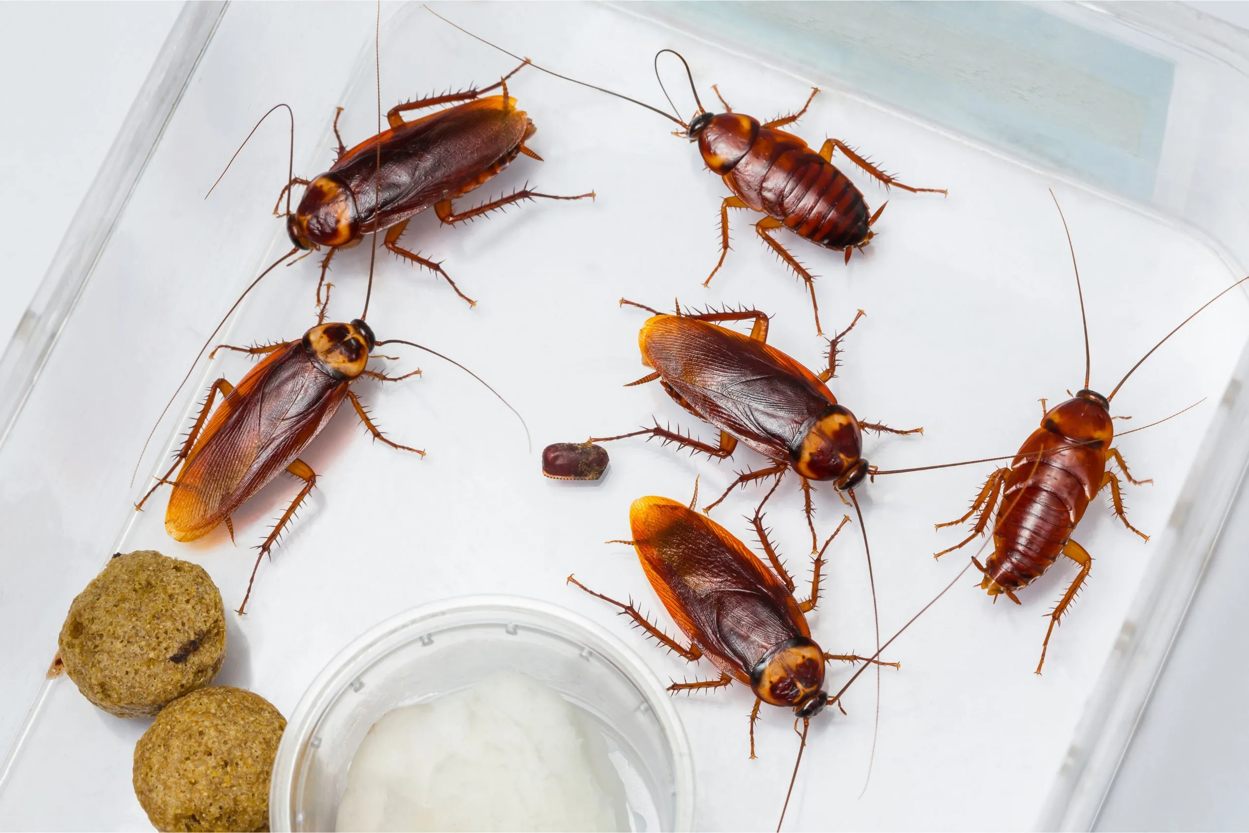 Cucarachas en un contenedor de vidrio con comida a falta de control de plagas