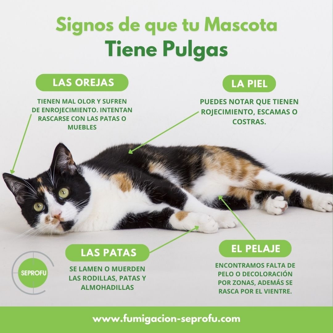 Infografía de signos de que tu mascota tiene pulgas debido a plagas