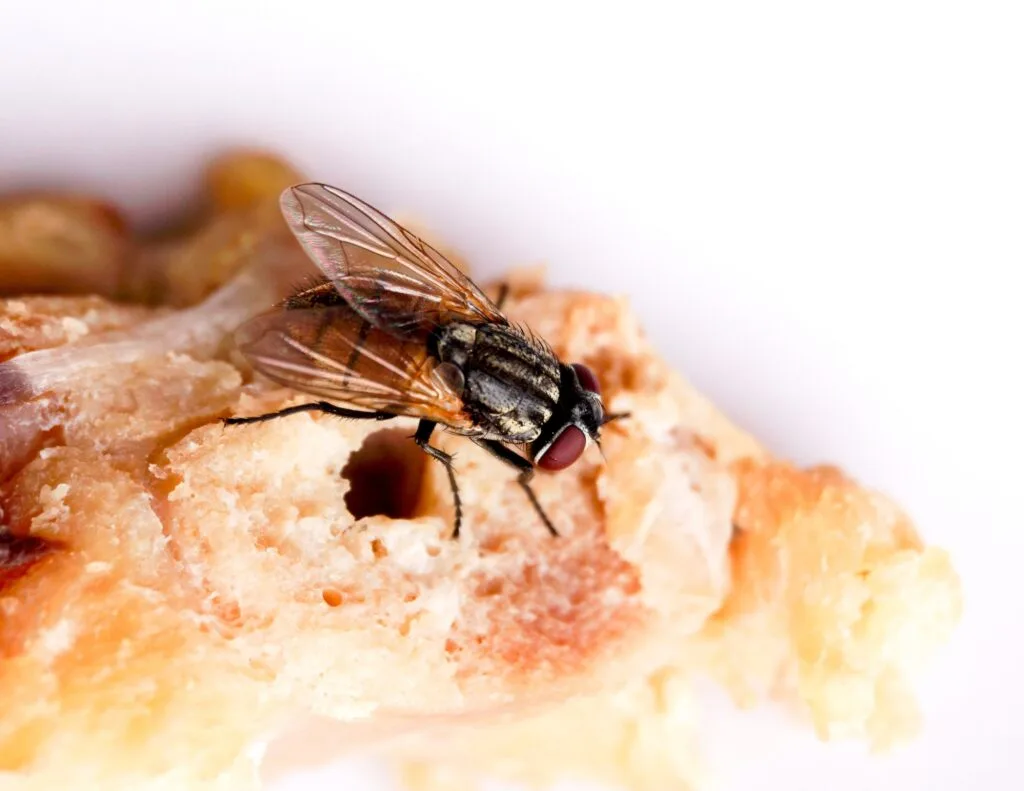 Mosca posada sobre comida, riesgo de contaminación alimentaria