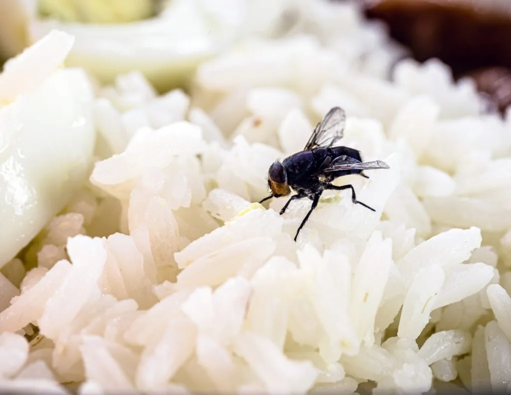 Mosca sobre arroz cocido, riesgo de contaminación alimentaria y falta de higiene.

