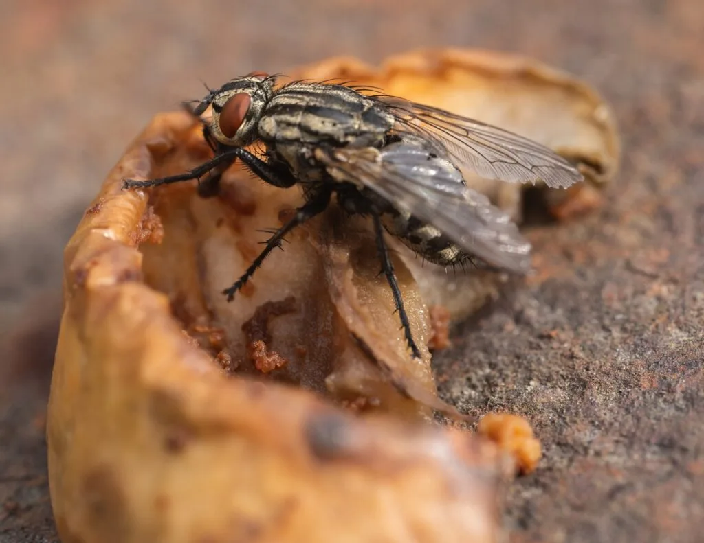 Mosca posada sobre fruta descompuesta, riesgo de bacterias y contaminación alimentaria.