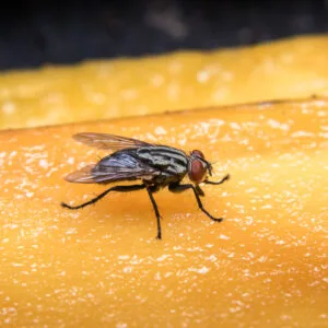 Mosca posada sobre una fruta madura, riesgo de contaminación y bacterias.