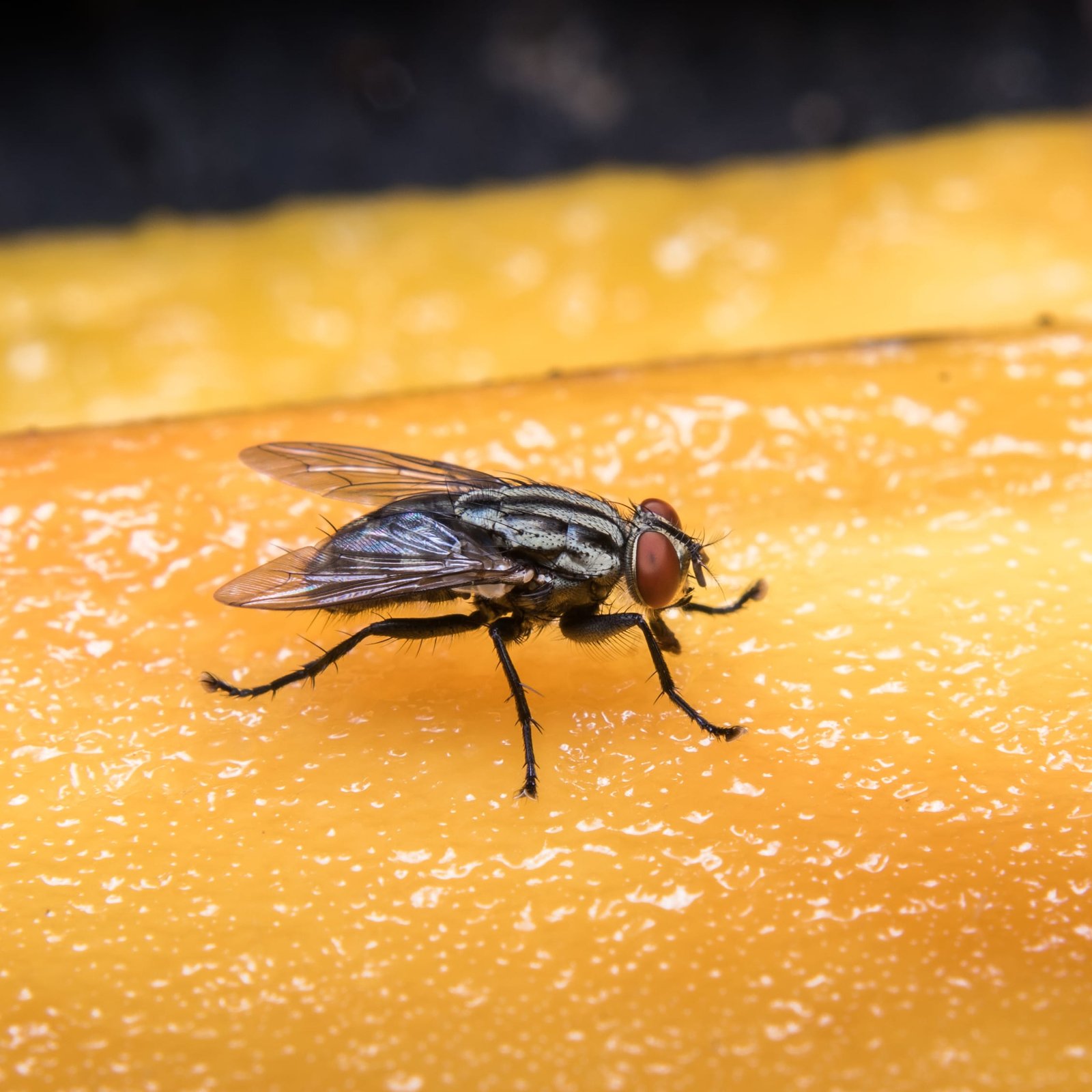 Mosca posada sobre una fruta madura, riesgo de contaminación y bacterias.