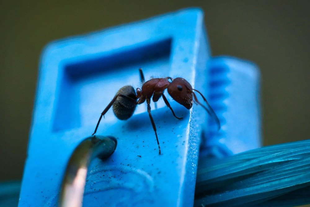 Hormiga roja caminando sobre una superficie plástica azul en un hospital