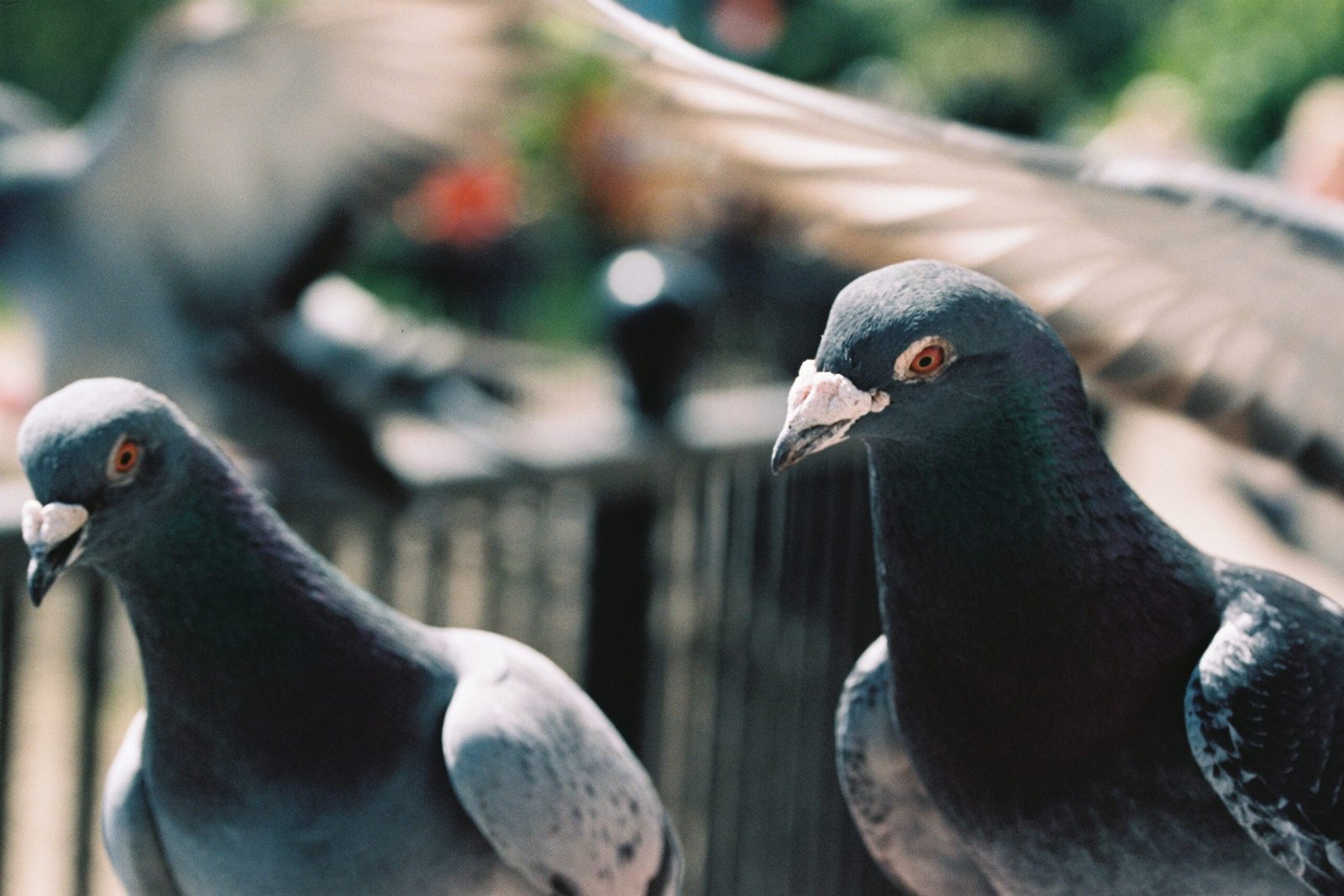 Dos palomas en primer plano con enfoque selectivo, posadas al aire libre durante el día, representando una plaga urbana común en espacios públicos y privados.