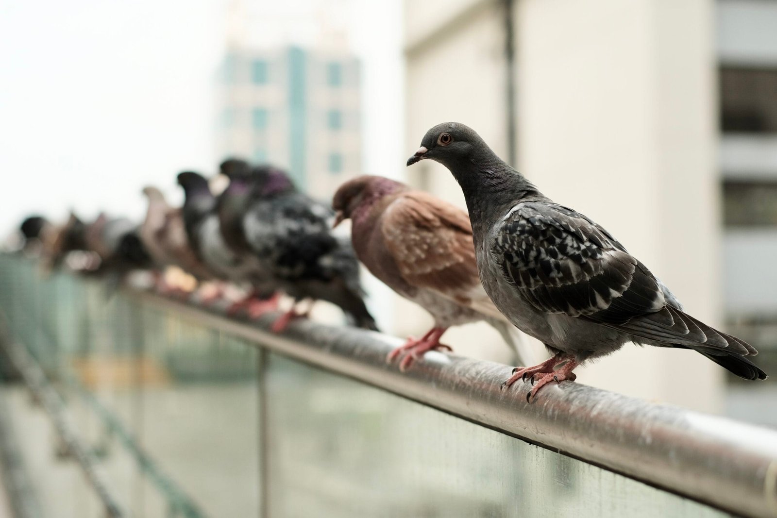 Grupo de palomas posadas sobre una barandilla metálica en una zona urbana, con un edificio desenfocado al fondo. La paloma en primer plano mira directamente hacia la cámara.