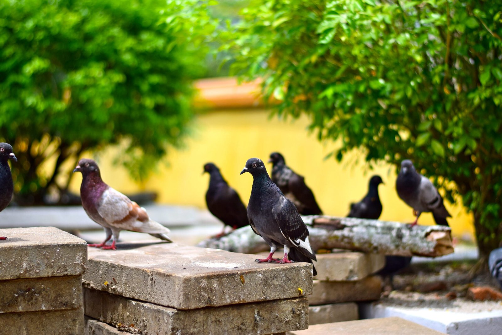 Grupo de palomas posadas sobre bloques en una zona urbana con árboles alrededor.