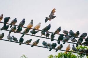 .Grupo de palomas posadas sobre cables eléctricos, problema común de aves urbanas.