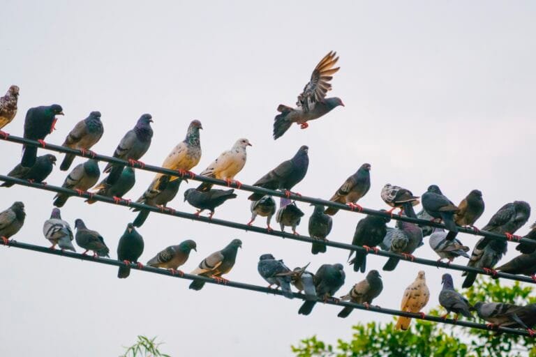 .Grupo de palomas posadas sobre cables eléctricos, problema común de aves urbanas.