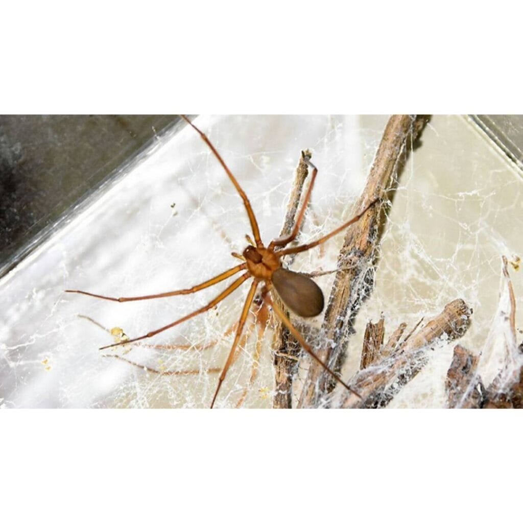 Araña violinista en su telaraña sobre fondo claro.
Título: Araña violinista: identificación y riesgos.
