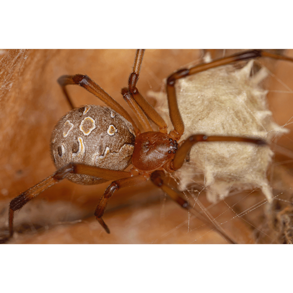 Araña marrón sobre su tela protegiendo su saco de huevos.