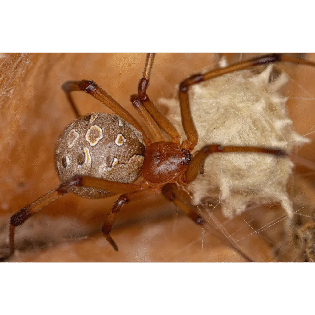 Araña marrón sobre su tela protegiendo su saco de huevos.