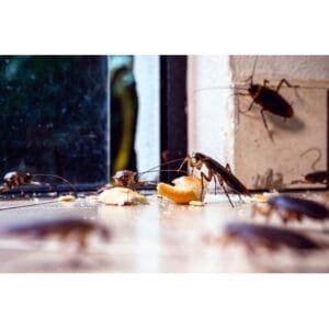 Cucarachas alimentándose de restos de comida en el suelo de una cocina, evidenciando infestación