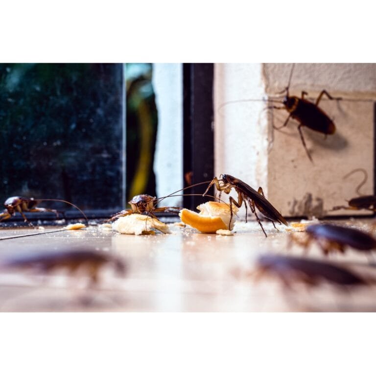 Cucarachas alimentándose de restos de comida en el suelo de una cocina, evidenciando infestación