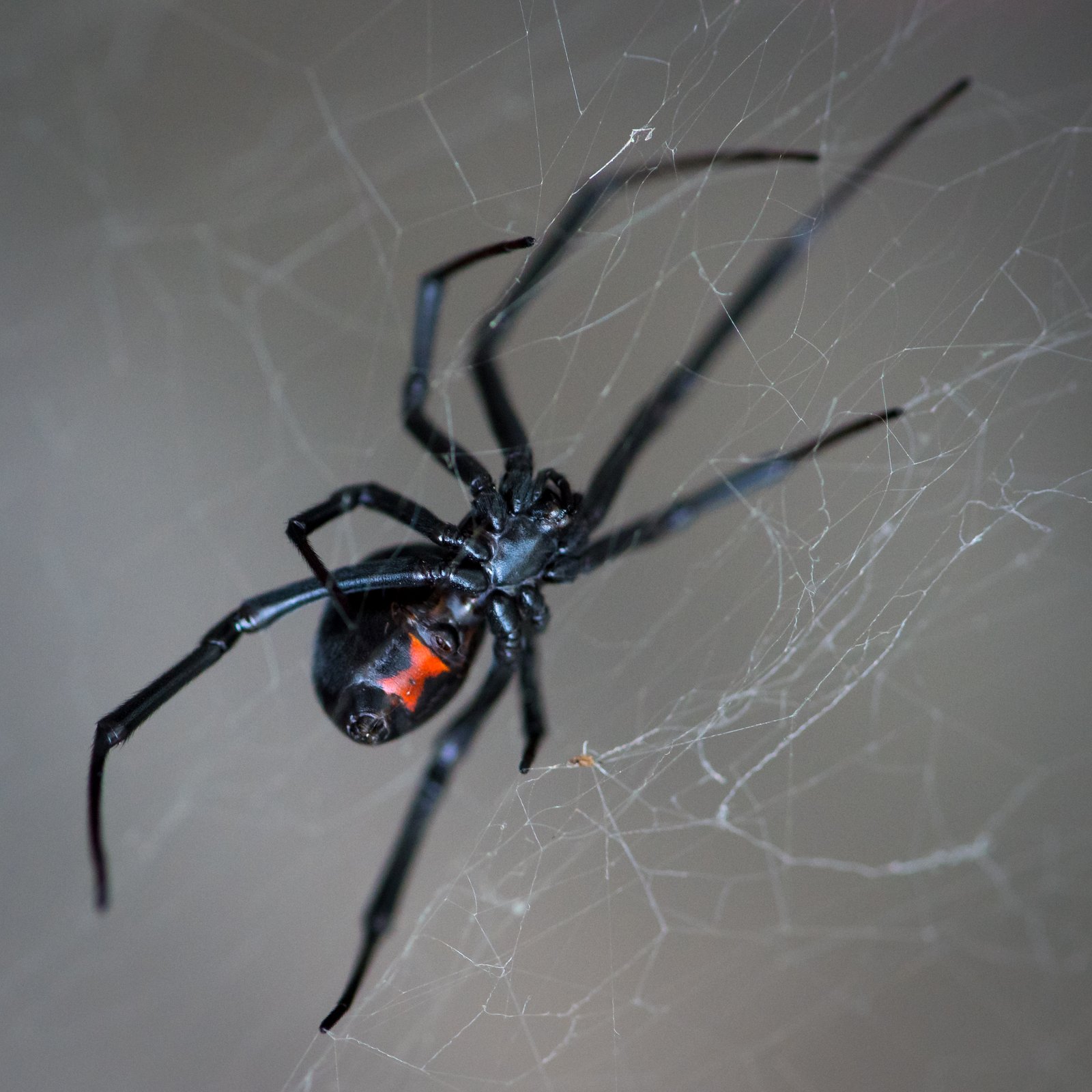 Primer plano de una araña viuda negra en su telaraña, destacando el característico abdomen negro con marca roja en forma de reloj de arena.