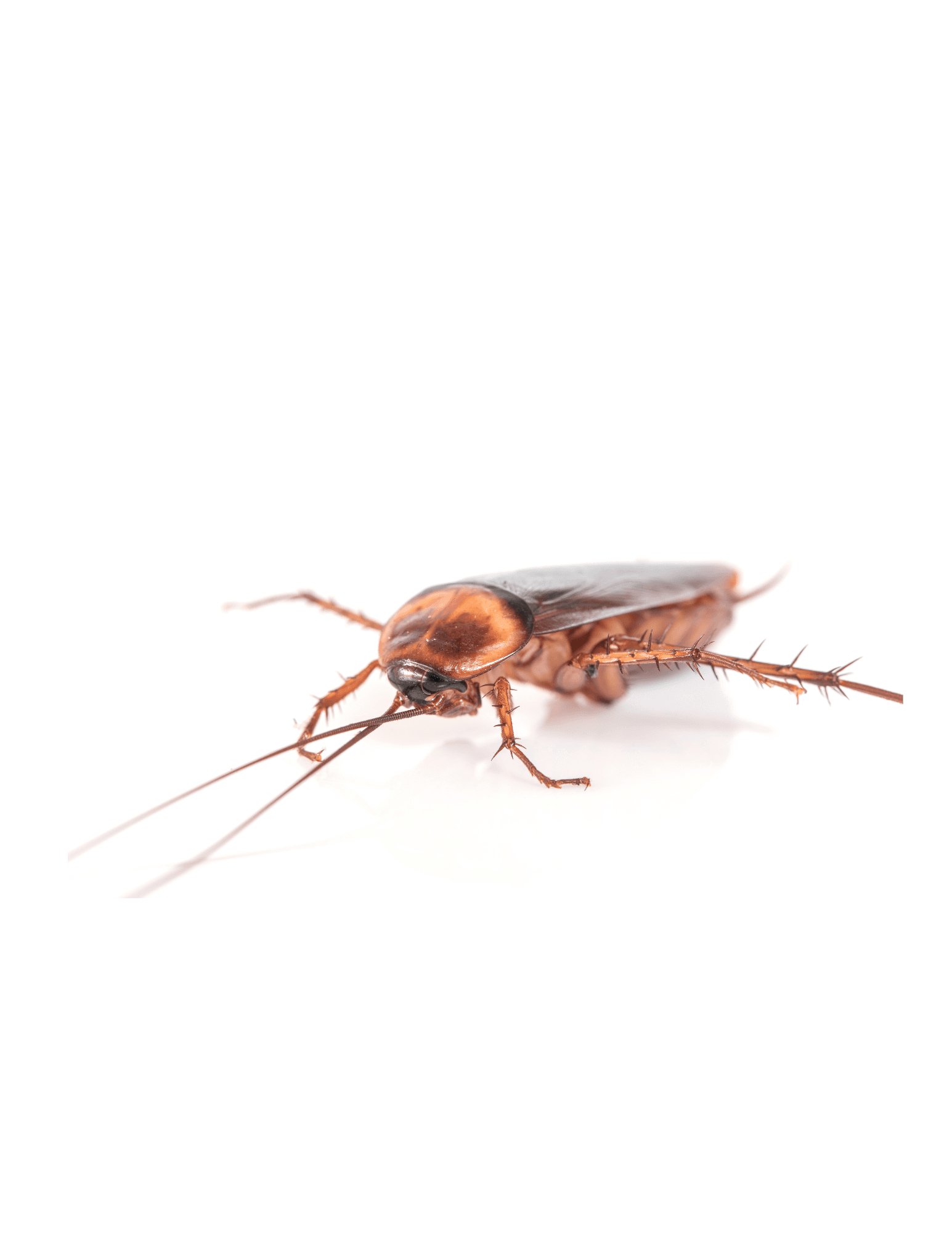 Cucaracha común sobre superficie blanca, ejemplo de plaga doméstica que puede transmitir enfermedades.