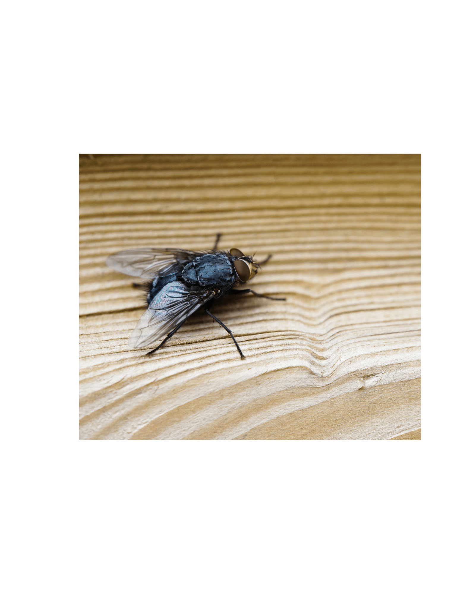 Mosca doméstica posada sobre una superficie de madera, ejemplo de plaga que transmite enfermedades.