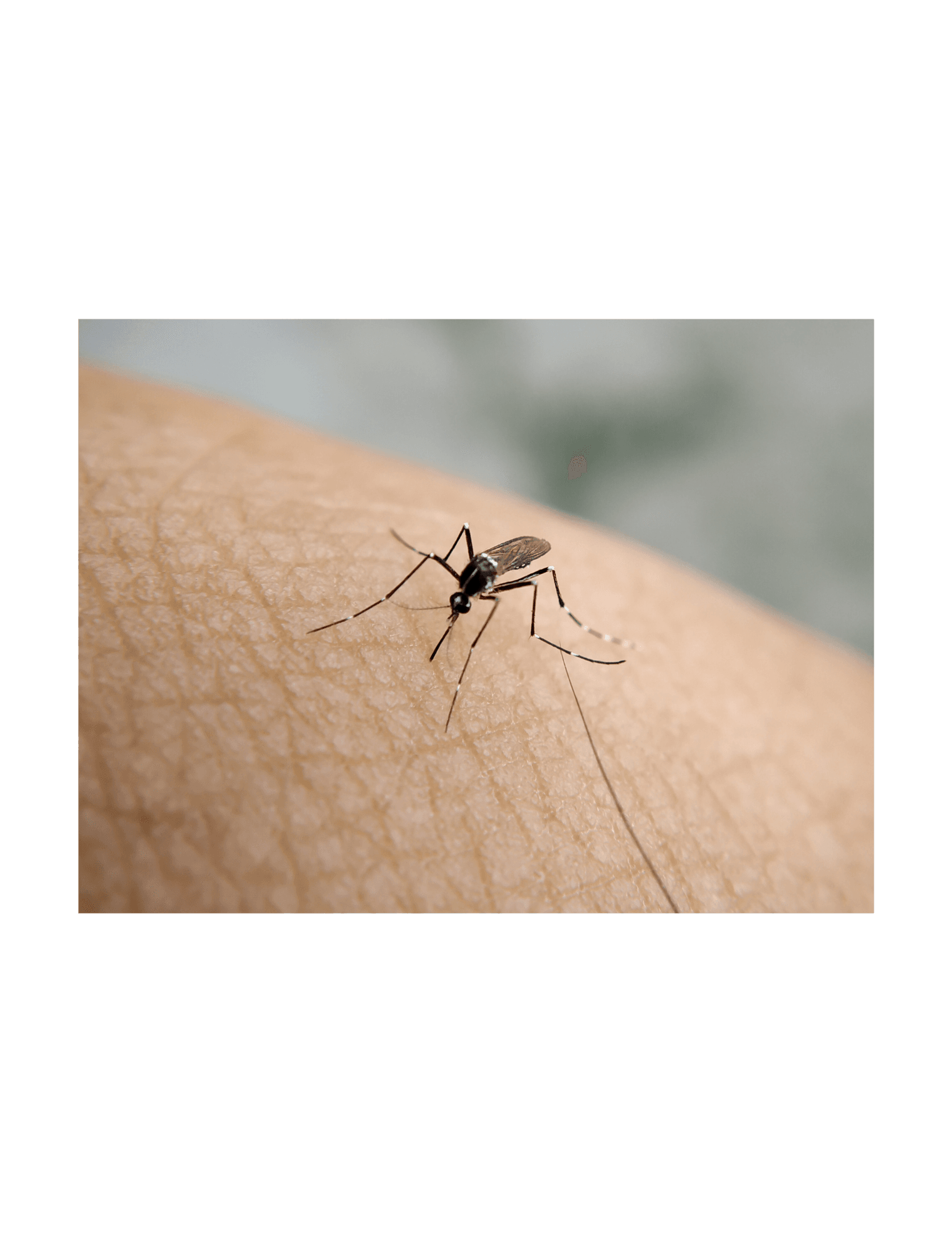Mosquito alimentándose sobre la piel humana, transmisor de enfermedades como dengue y zika.