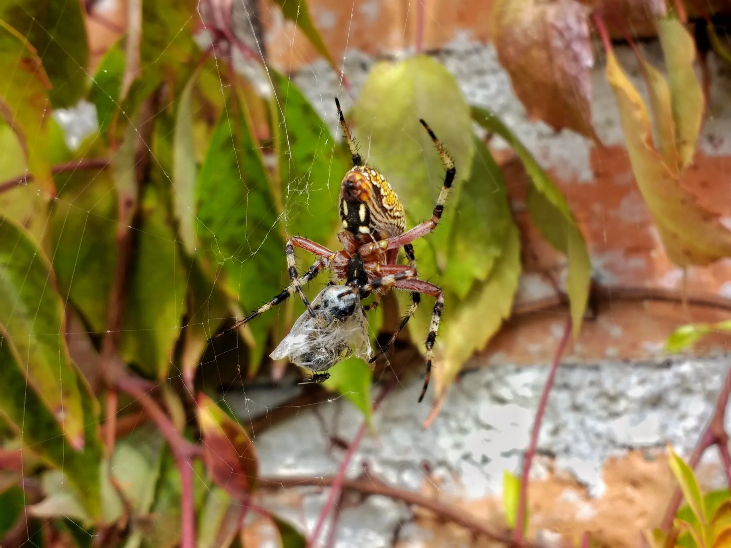 Araña sobre su telaraña devorando un insecto durante temporada activa, con fondo natural.