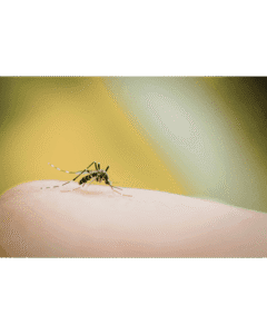 Mosquito picando piel humana, riesgo de enfermedades como dengue, zika y chikungunya.