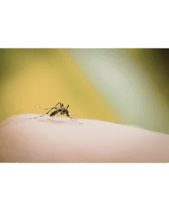 Mosquito picando piel humana, riesgo de enfermedades como dengue, zika y chikungunya.