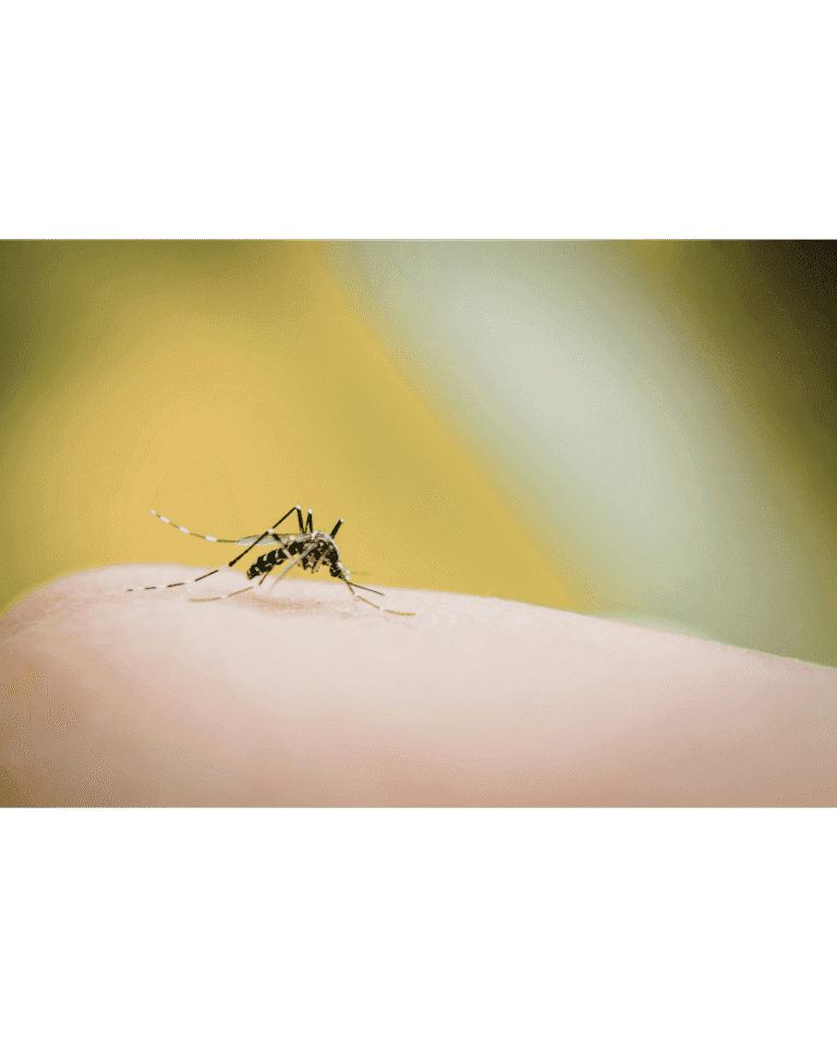 Mosquito picando piel humana, riesgo de enfermedades como dengue, zika y chikungunya.