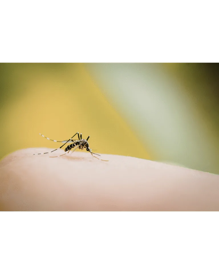 Mosquito picando piel humana, riesgo de enfermedades como dengue, zika y chikungunya.