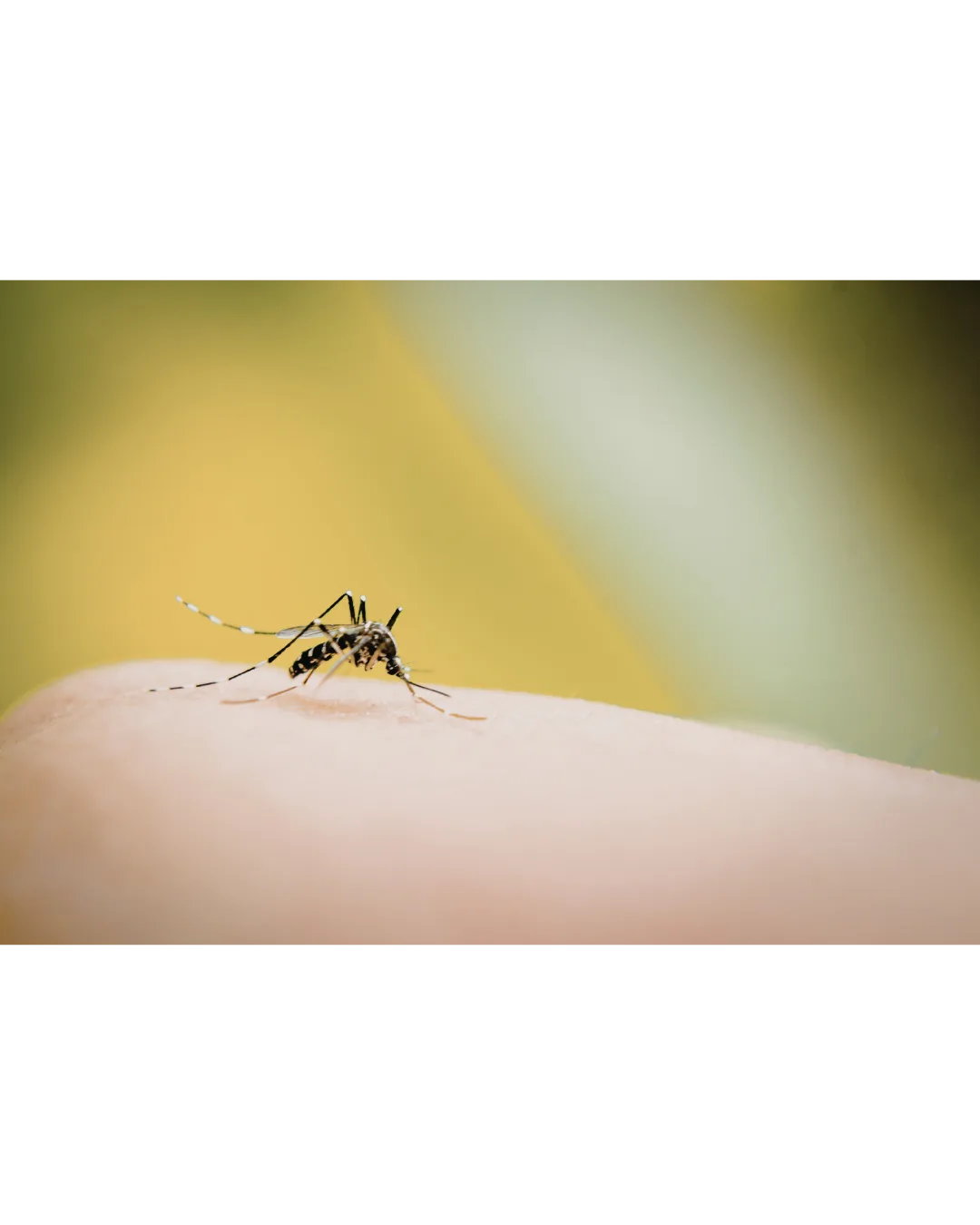 Mosquito picando piel humana, riesgo de enfermedades como dengue, zika y chikungunya.