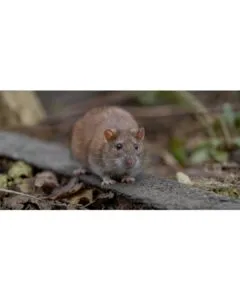 Ratón en entorno doméstico representando señal de posible infestación de roedores en casa.