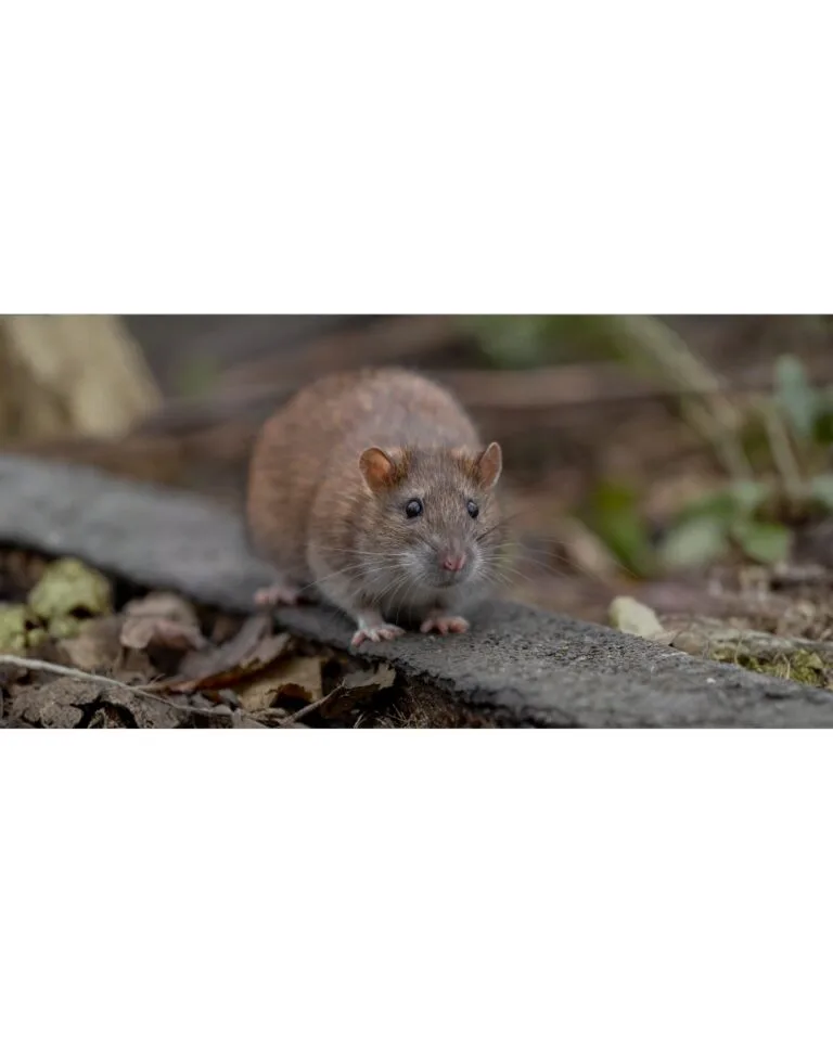 Ratón en entorno doméstico representando señal de posible infestación de roedores en casa.