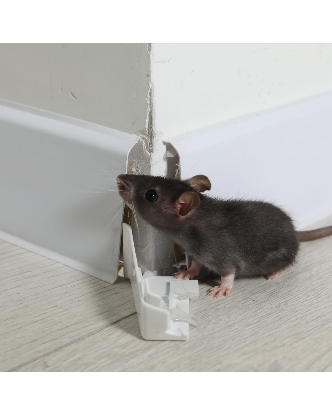 Ratón entrando por una grieta en la pared, señal de acceso de roedores en casa.