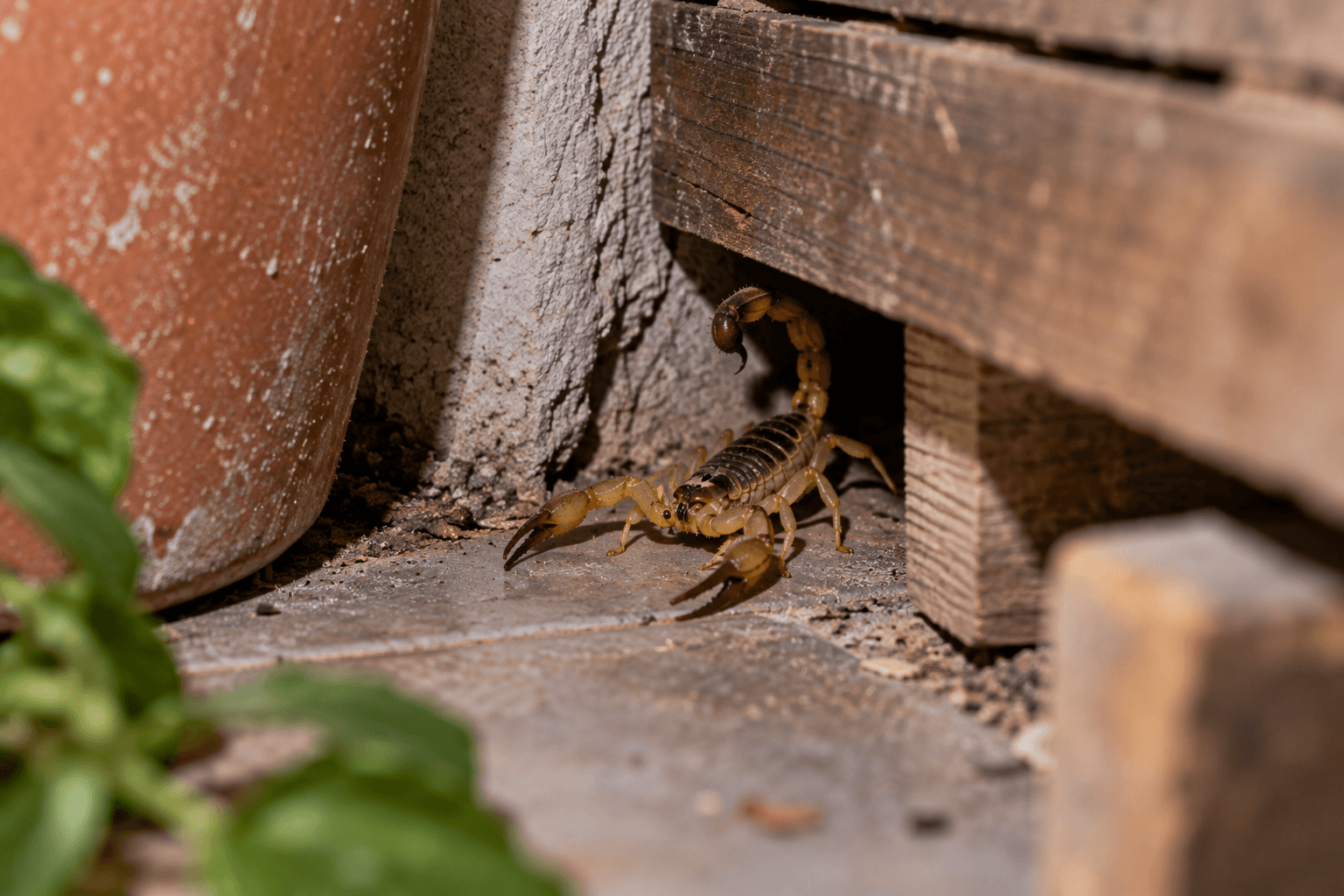 Alacrán refugiado debajo de una tabla de madera, junto a una maceta y una grieta en el piso, en un posible escondite dentro del hogar.