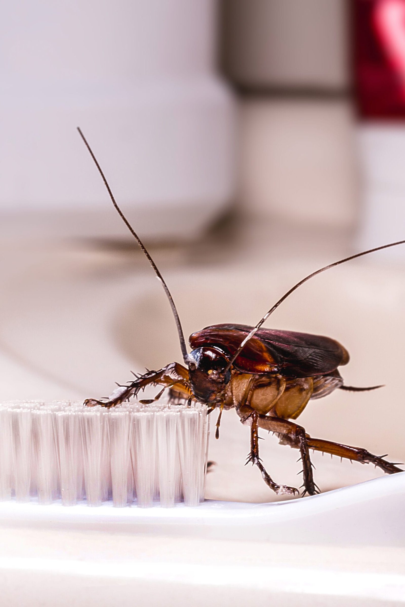 Cucaracha sobre un cepillo de dientes en un baño limpio, mostrando que estas plagas pueden aparecer incluso en espacios con buena higiene.