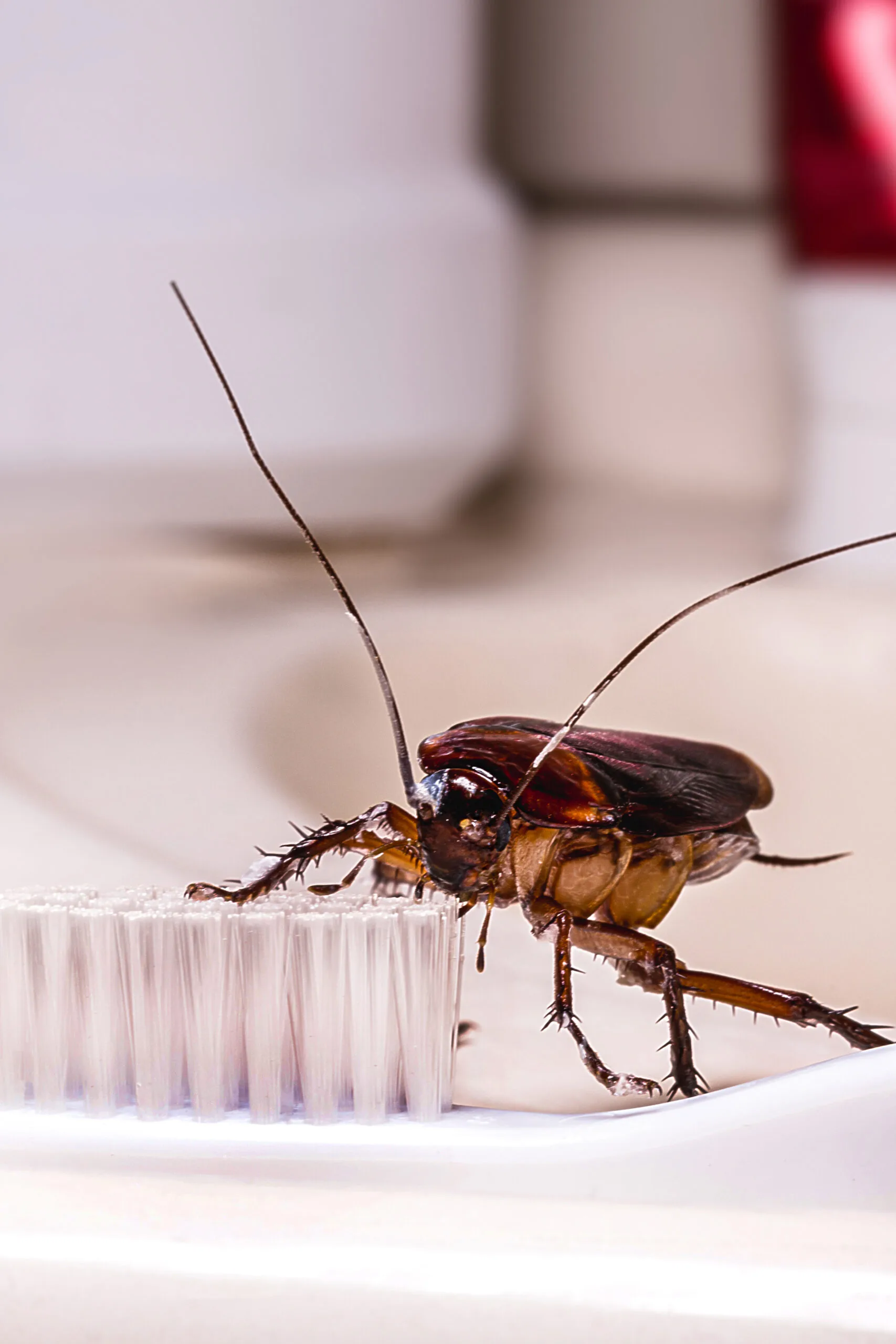 Cucaracha sobre un cepillo de dientes en un baño limpio, mostrando que estas plagas pueden aparecer incluso en espacios con buena higiene.