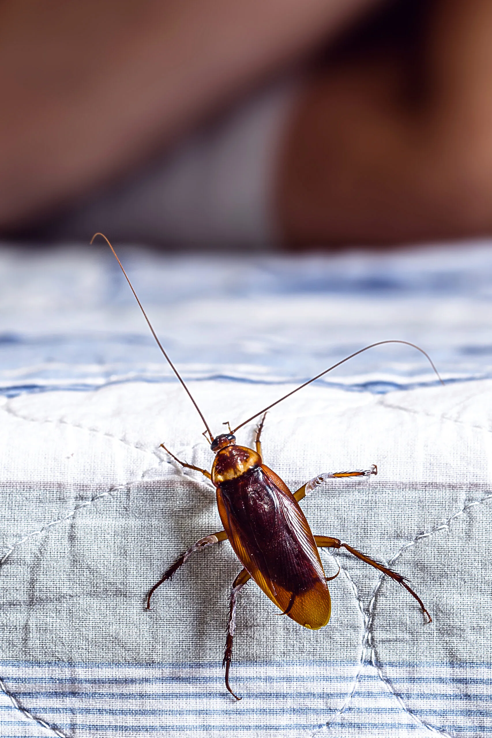 Cucaracha sobre una cama limpia dentro de una habitación, mostrando que estas plagas pueden aparecer incluso en espacios aparentemente limpios y ordenados.