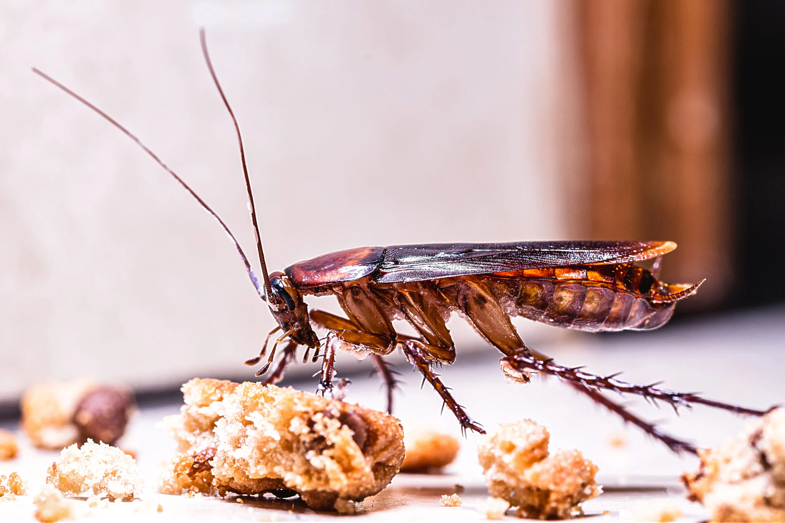 Cucaracha junto a pequeñas migas de comida, mostrando cómo restos difíciles de detectar pueden servir como fuente de alimento dentro del hogar.