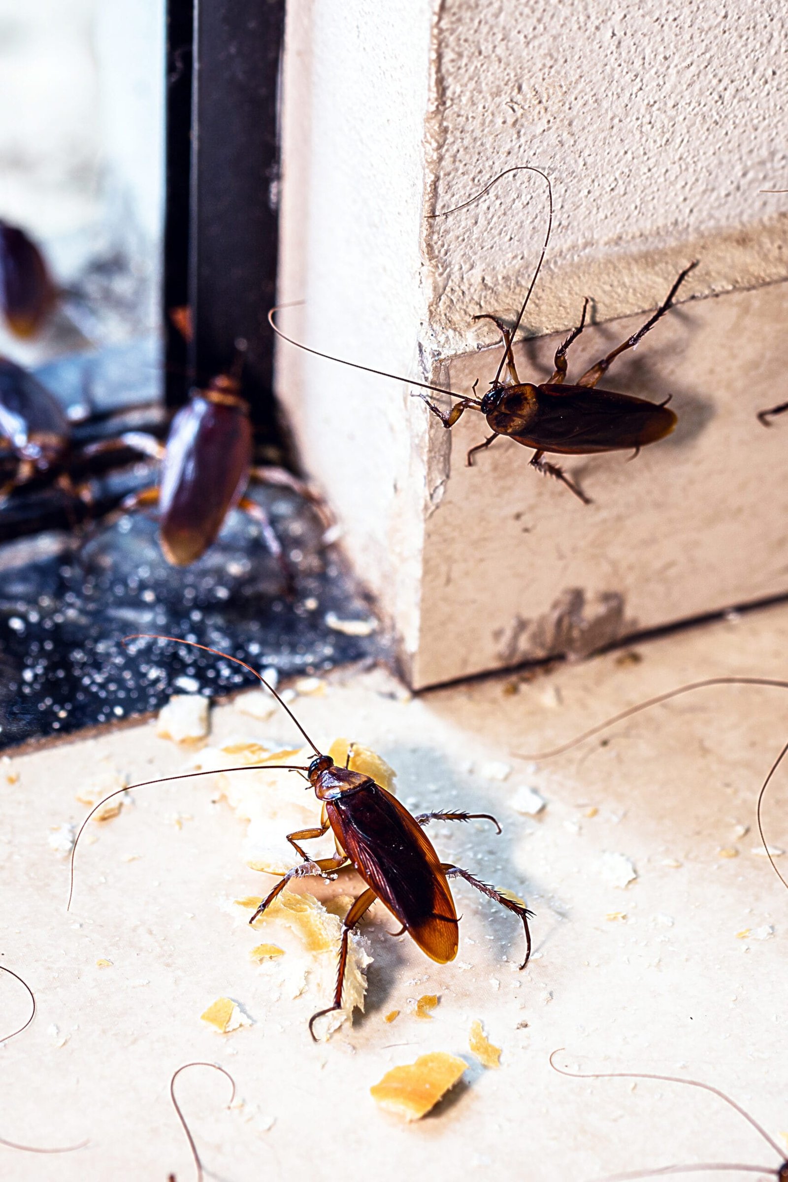 Cucarachas cerca de una abertura entre la pared y el piso, con pequeños restos de alimento que pueden favorecer su presencia dentro del hogar.